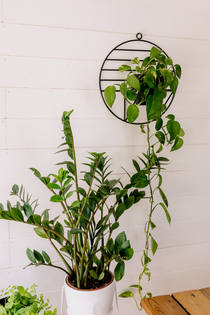 SOL flower bed x LUSH