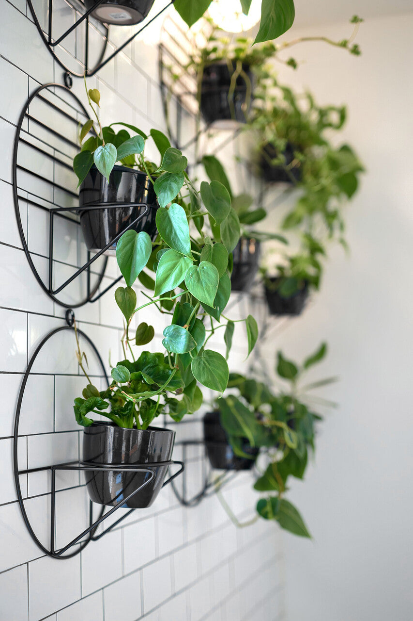 SOL flower bed x LUSH