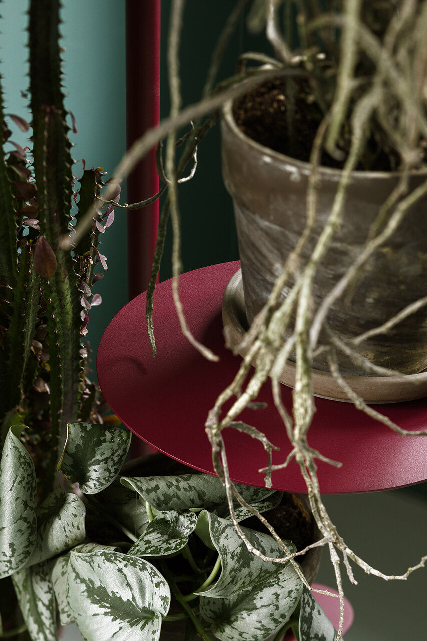 TILLO flower bed x LUSH