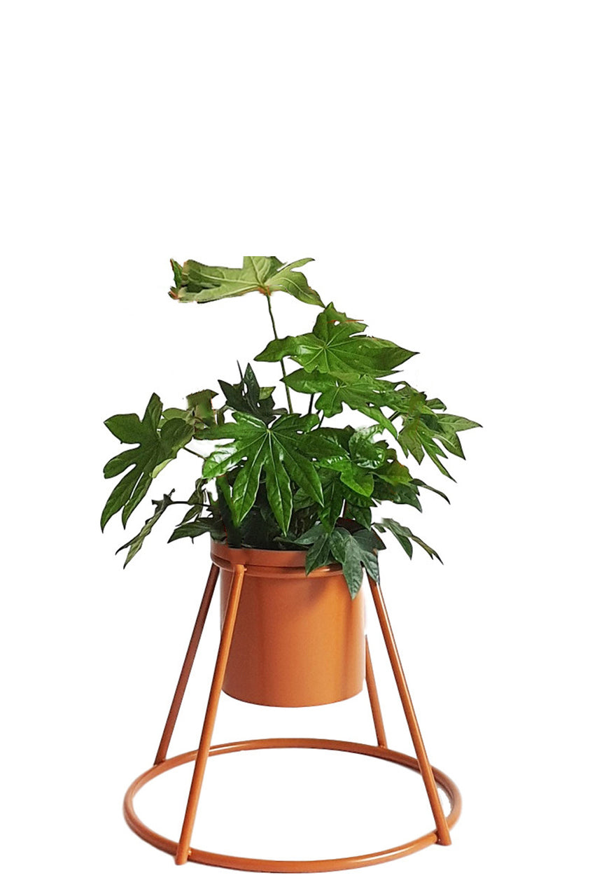 TOTEM flower stand x LUSH